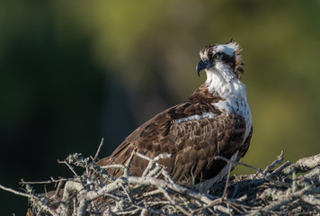 Fototapeta premium Osprey 
