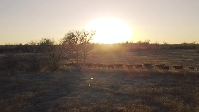 SunsetCattle