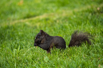 cute black squirrel eating something on the green grass field