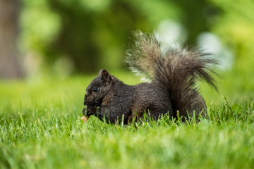 Naklejka na ściany i meble cute black squirrel eating something on the green grass field