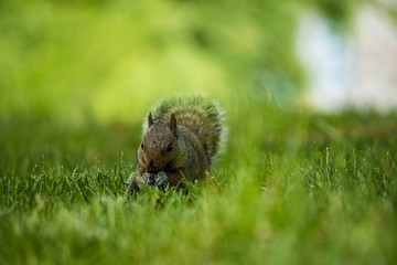 cute brown squirrel eating something on the green grass field
