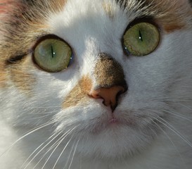 Adorable Rare Breed White Calico Kitten; Close Up of Face, Too Sweet to Pass Up, Adoption, Pets, Pet Care,  Super Cute, Adopt Me 