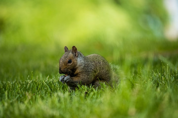 Naklejka na ściany i meble cute brown squirrel eating something on the green grass field