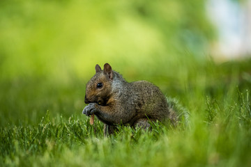 cute brown squirrel eating something on the grassy ground