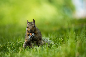 cute brown squirrel eating pine cone on the green grass facing your way