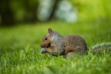 Naklejka na ściany i meble side portrait of brown squirrel eating nut on the grass with blur background