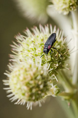 close up of a beetle on a flower