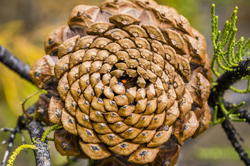 close up of a pine cone spiral