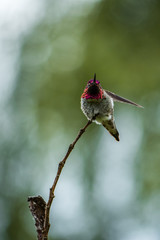 Ana's hummingbird with red throat flipping its wings on tip of a twig