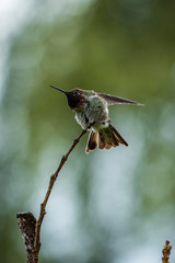 anna's hummingbird shaking it's neck on the tip of a twig with green background
