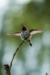 anna's humming bird flipping both of its wings on the tip of a think twig