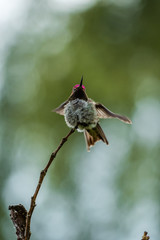 Anna's humming bird facing front and flipping its wings on a thin twig with creamy green background