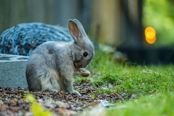 cute grey bunny licking its left front paw inside dark alleyway