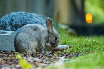 cute grey bunny licking its left foot inside dark alleyway