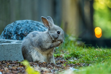 cute grey bunny licking its right front paw inside dark alleyway