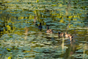couple ducks following the line swimming at waterlily leaves filled pond