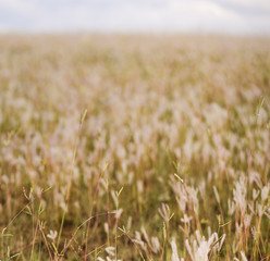 natureza de trigo com céu nublado