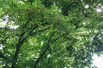 Kwiaty lipy © Monika