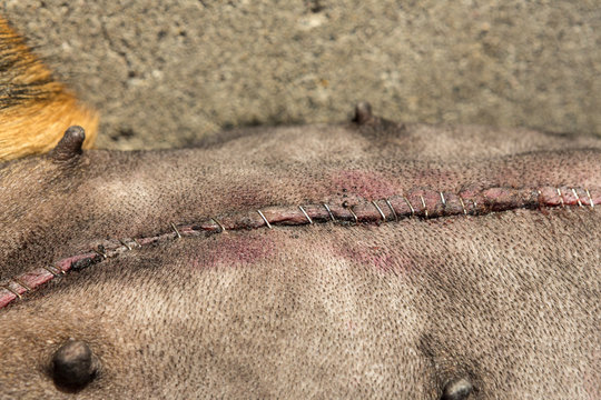 Dog laying down with incision site from spay showing