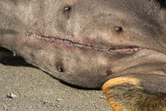 Dog laying down with incision site from spay showing