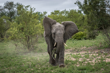 Naklejka premium A young elephant charging the vehicle.