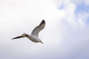 Seagull flying by