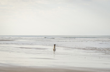 Fototapeta na wymiar Dog on the beach