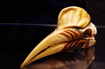 Hornbill skull birds zoology exhibit © Vitezslav Halamka