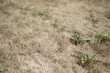 grass
