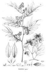 Illustration of plant