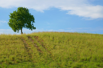Obraz premium Lonely tree on a hill against the sky with copy space.