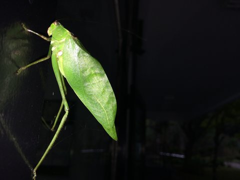 Gafanhoto