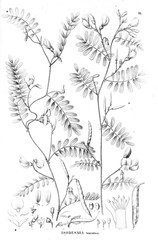 Obraz premium Illustration of plant