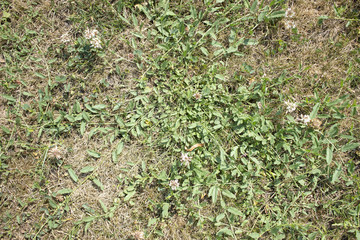 grass