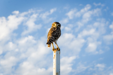 Owl standing on a pole
