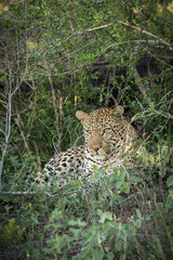 Naklejka na ściany i meble Male leopard in its natural enviroment.