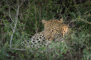 Fototapeta na wymiar Lazy leopard laying in the shade of a tree.