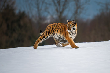 Obraz premium Tygrys syberyjski na śniegu (Panthera tigris)