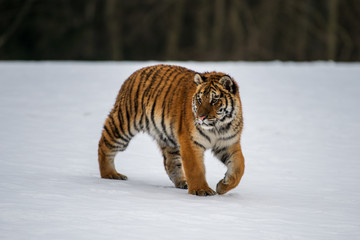 Siberian Tiger in the snow (Panthera tigris)