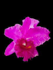 Naklejka premium Cattleya orchid flower isolate on black background.