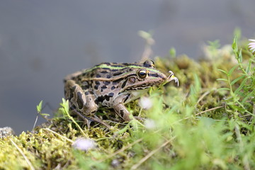 水際のカエル