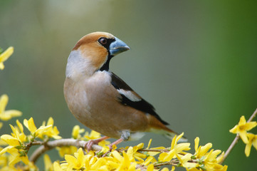 Kernbeißer, Coccothraustes coccothraustes