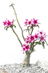 Desert Rose Red and White Tree.