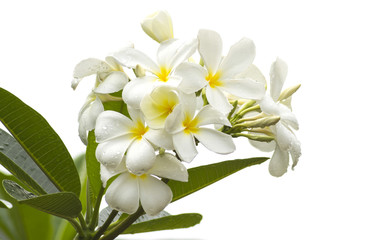 Frangipani (plumeria) flower isolate on white background.