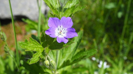 Green mountain meadow with colorful wildflowers