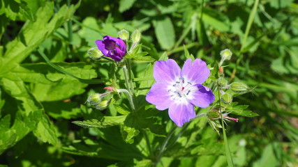 Fototapeta premium Green mountain meadow with colorful wildflowers