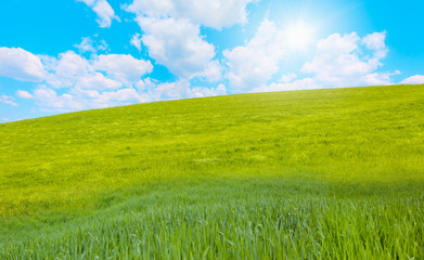 Obraz premium Green grass field with cloudy bright blue sky
