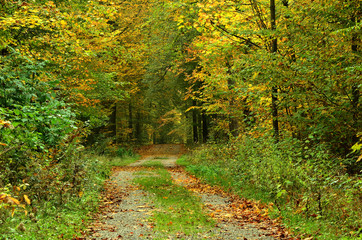 Fototapeta premium Waldweg im Herbst