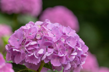Hydrangea of Asukayama Park in Kita Ward, Tokyo, Japan / Asukayama park is a public park in Kita Ward, Tokyo, Japan