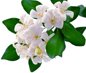 buis de Chine, bois jasmin, Murraya paniculata, fond blanc